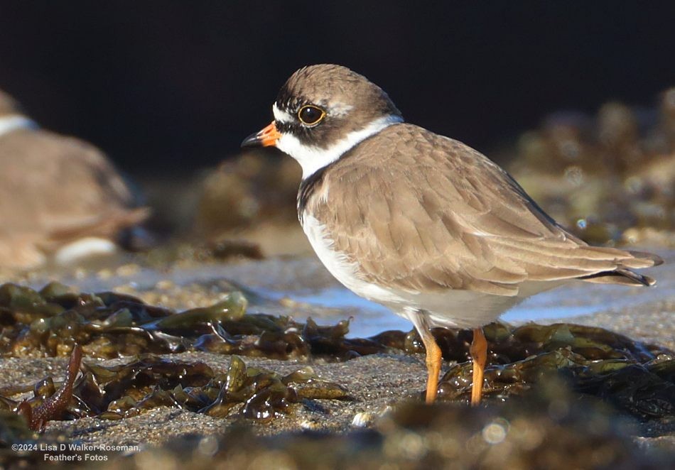 Semipalmated Plover - ML619850953