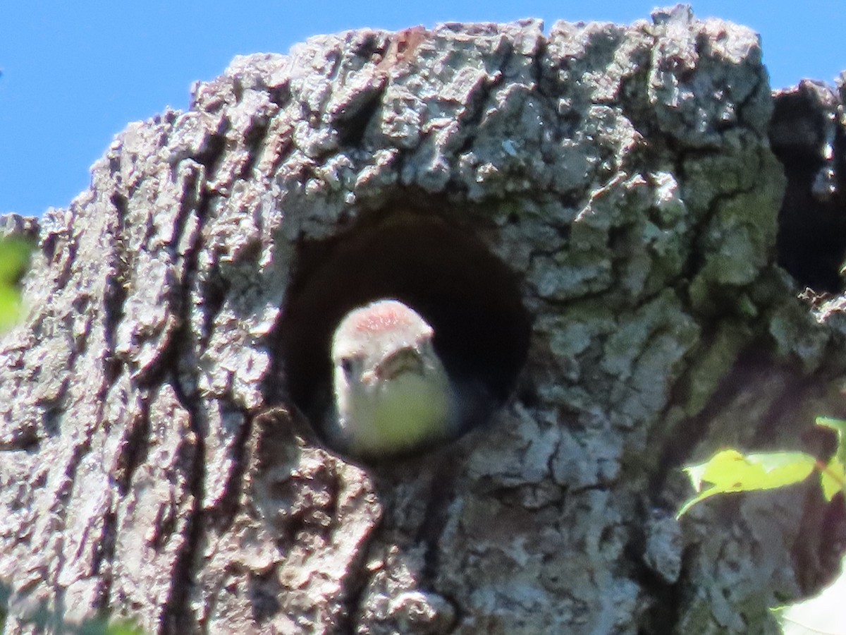 Red-bellied Woodpecker - ML619850958