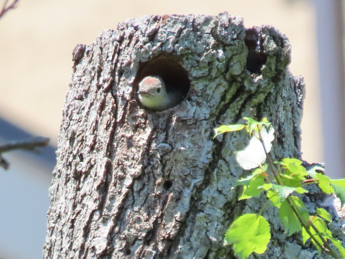 Red-bellied Woodpecker - ML619850959