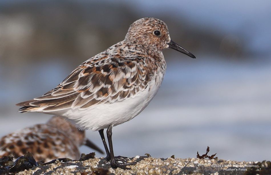 Bécasseau sanderling - ML619850960