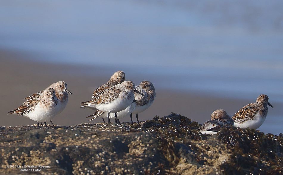 Bécasseau sanderling - ML619850961