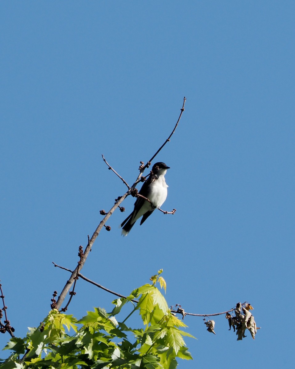 Eastern Kingbird - ML619850967