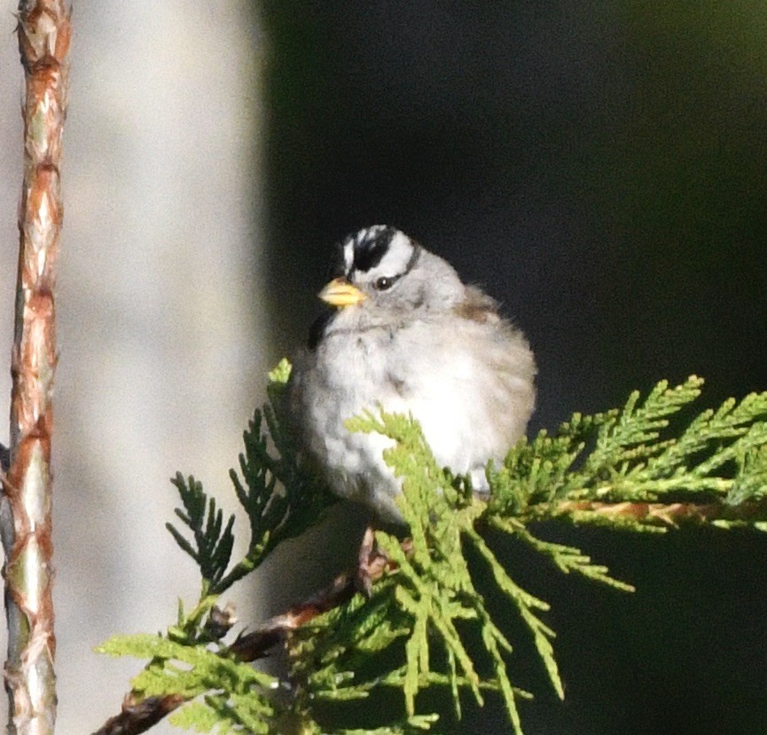 White-crowned Sparrow - ML619850968