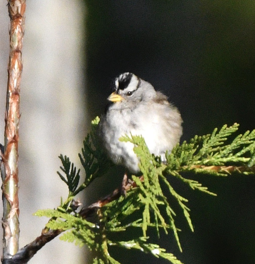 White-crowned Sparrow - ML619850969