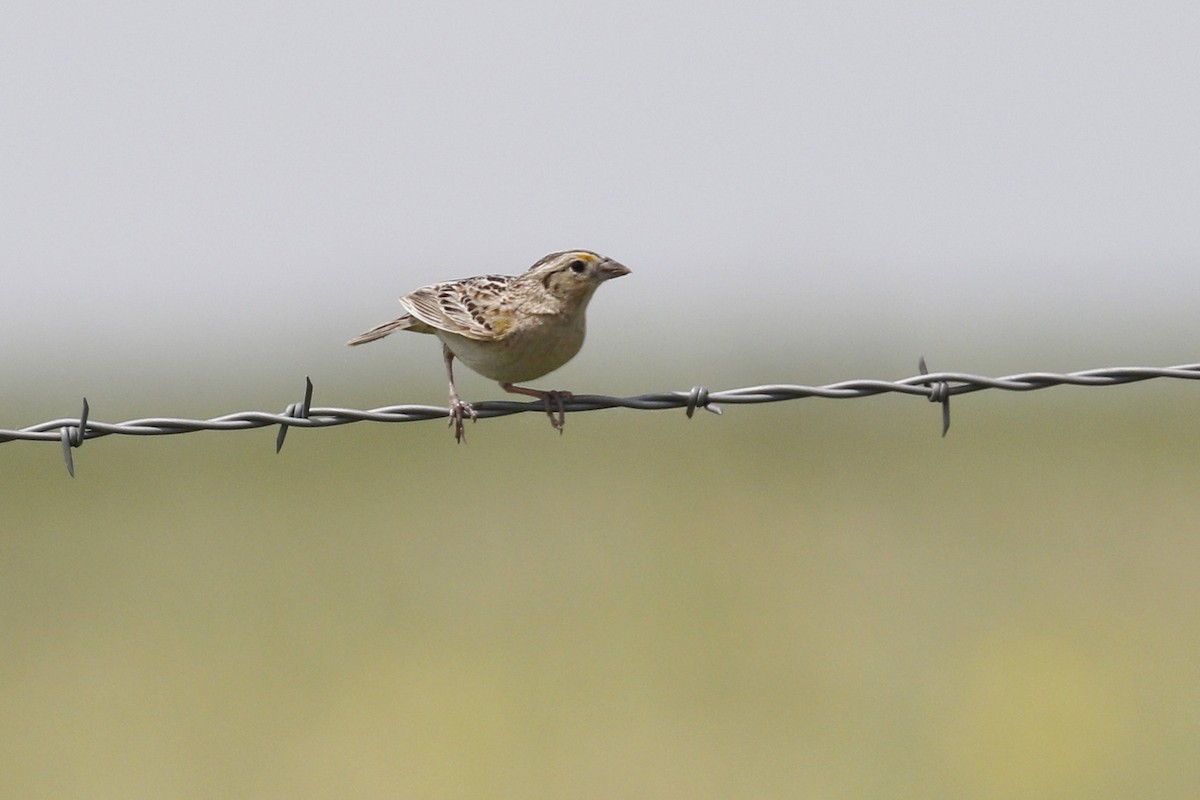 Grasshopper Sparrow - ML619850995