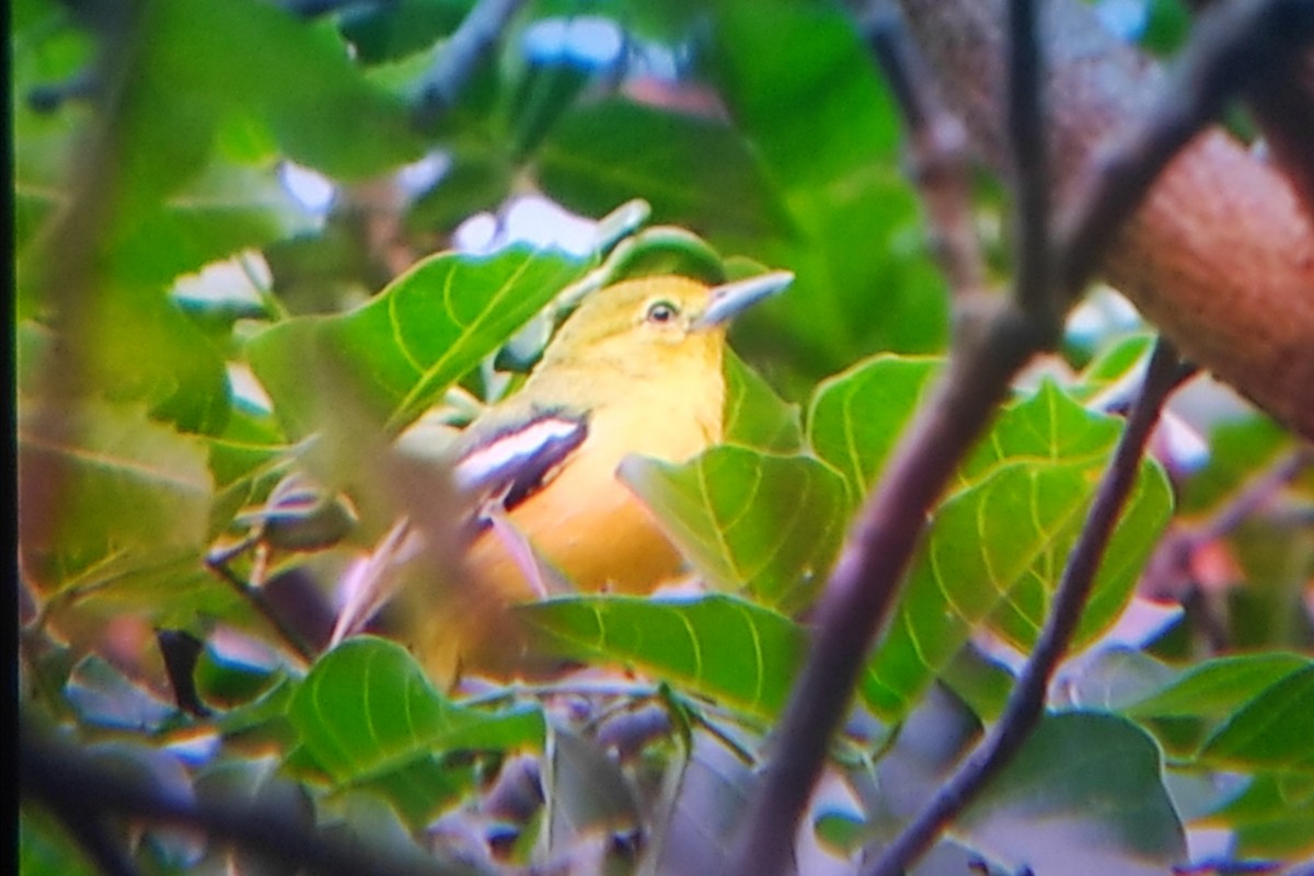 Common Iora - ML619850998