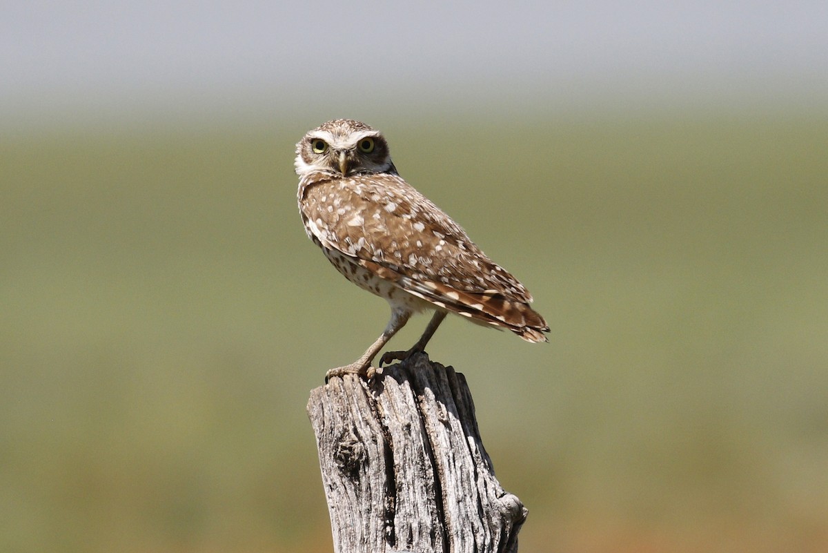 Burrowing Owl - ML619850999