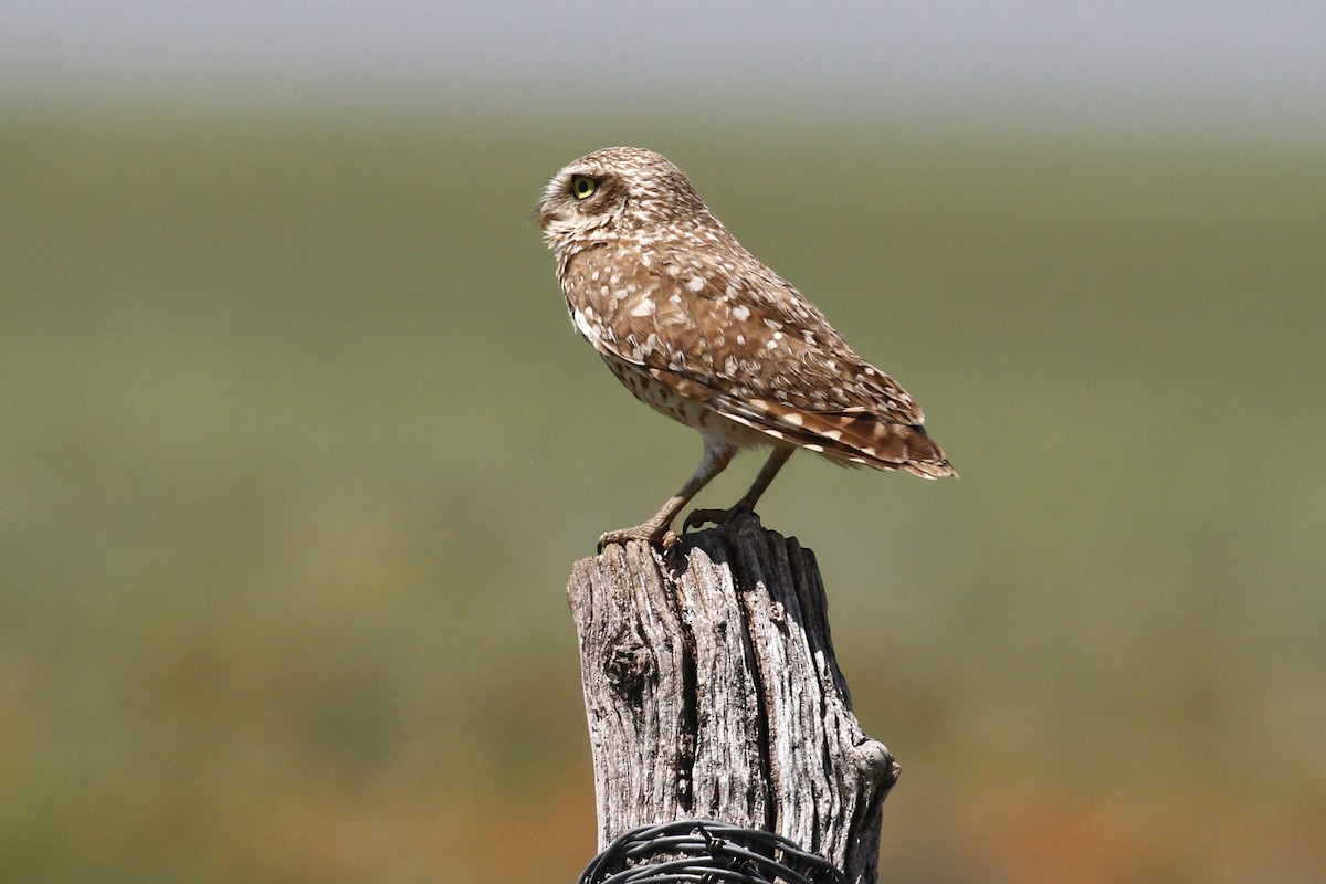 Burrowing Owl - ML619851001
