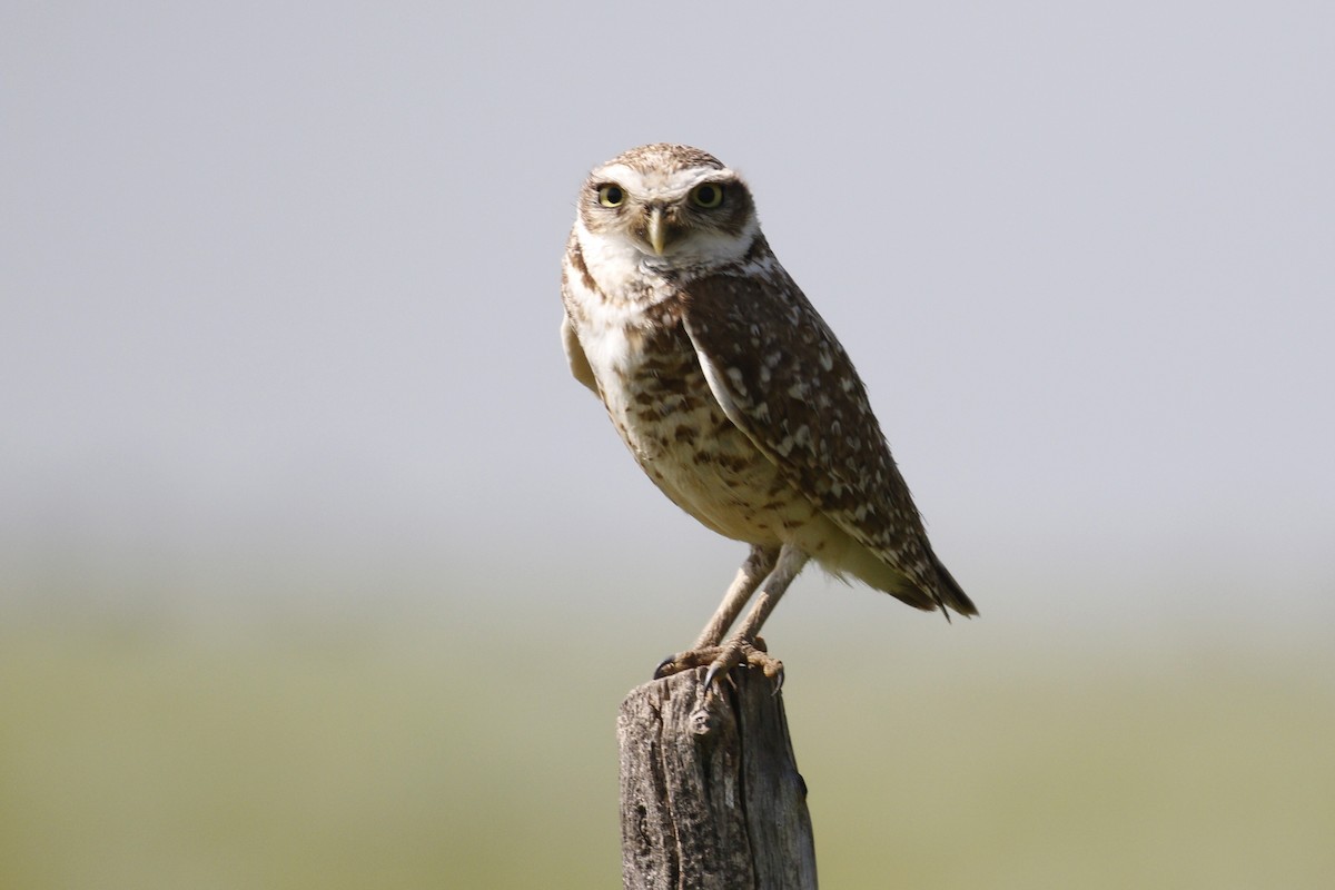 Burrowing Owl - ML619851002