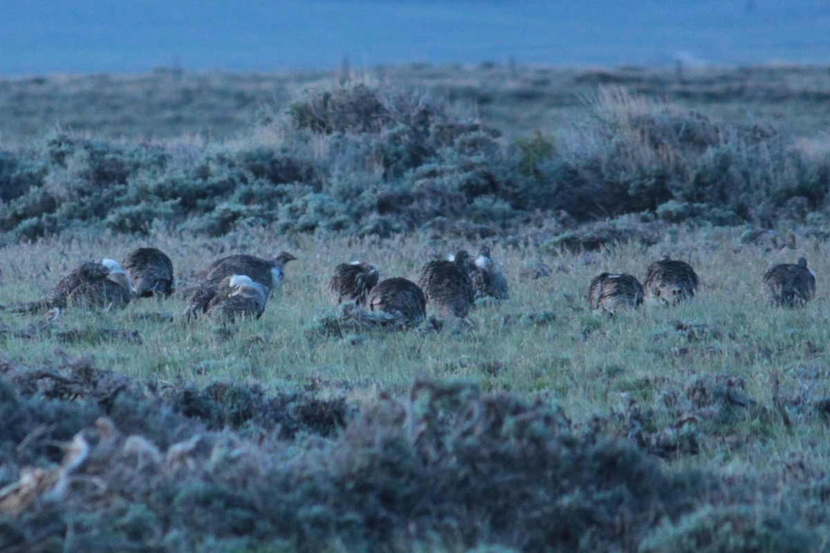 Greater Sage-Grouse - ML619851004