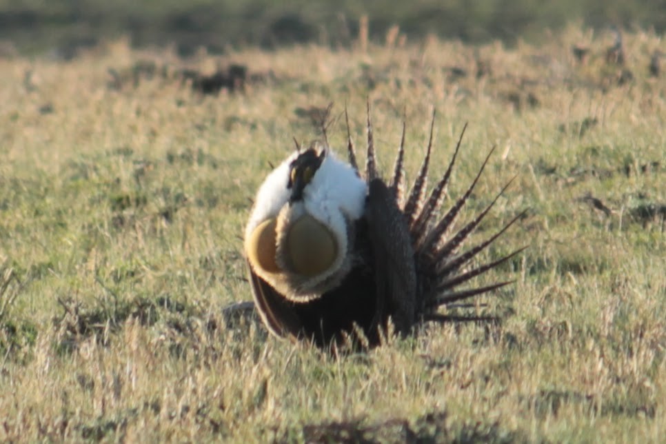 Greater Sage-Grouse - ML619851005