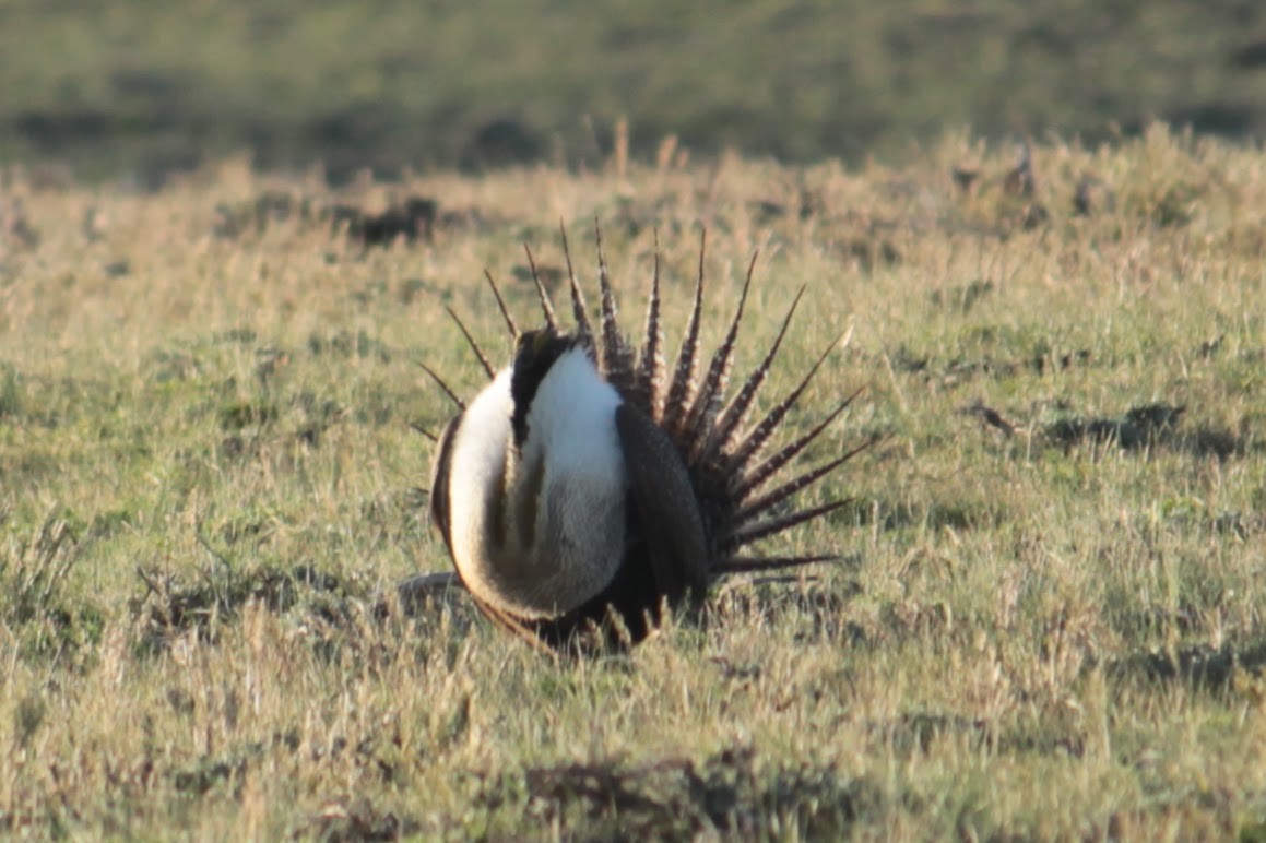 Greater Sage-Grouse - ML619851006