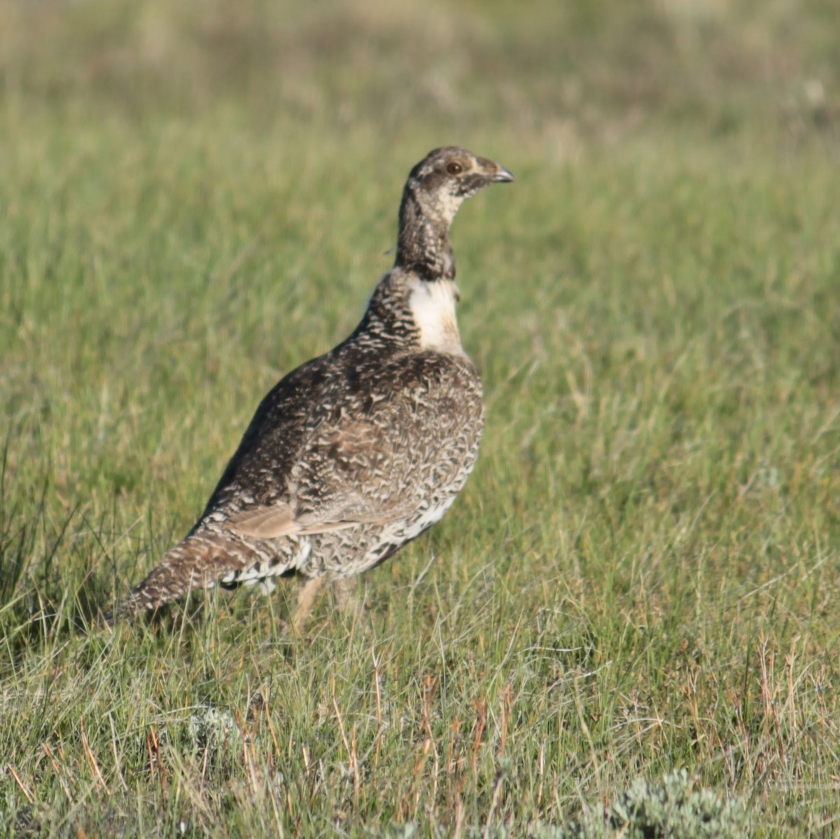 Greater Sage-Grouse - ML619851007