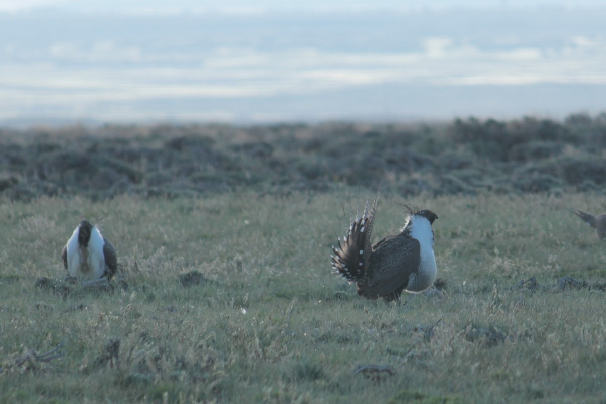 Greater Sage-Grouse - ML619851008