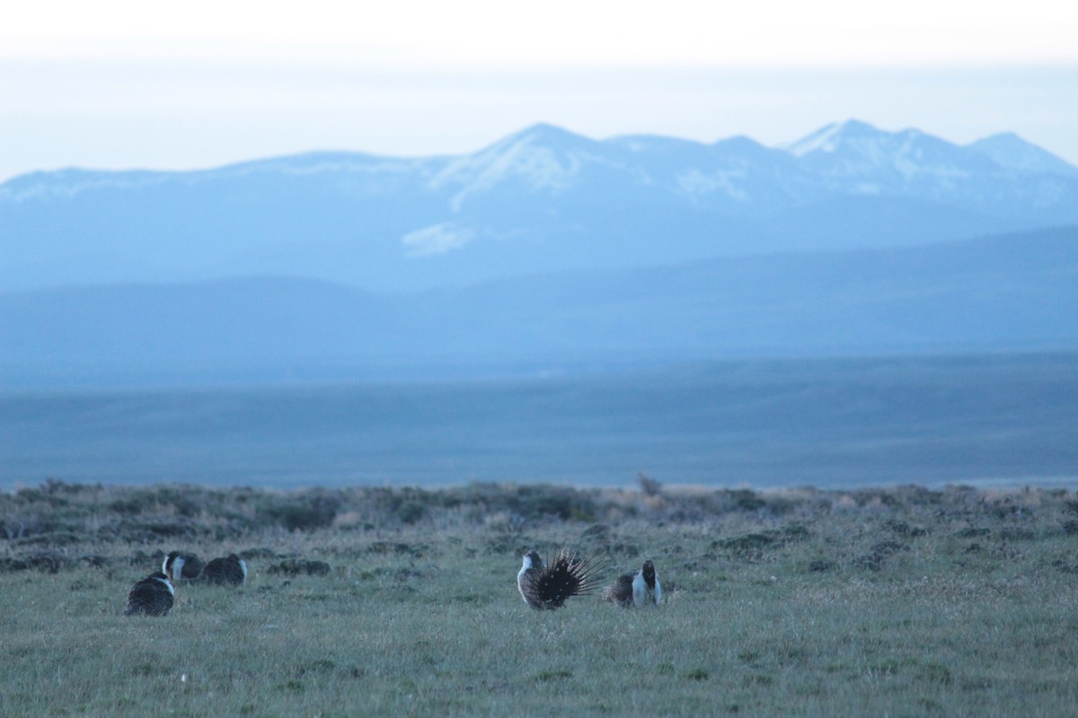 Greater Sage-Grouse - ML619851009