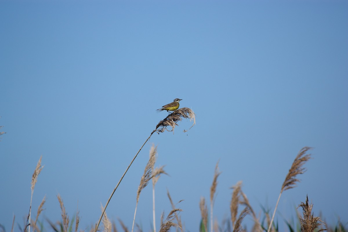 Western Yellow Wagtail - ML619851015