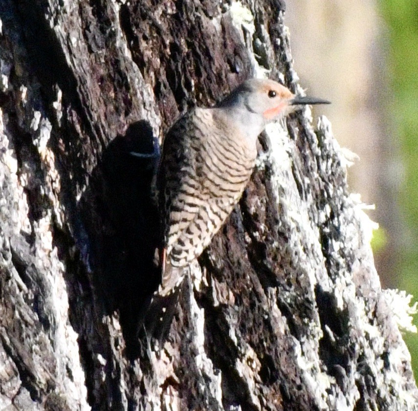 Northern Flicker - ML619851029