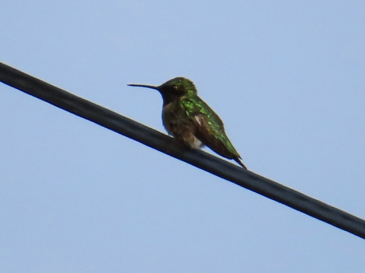Ruby-throated Hummingbird - ML619851030