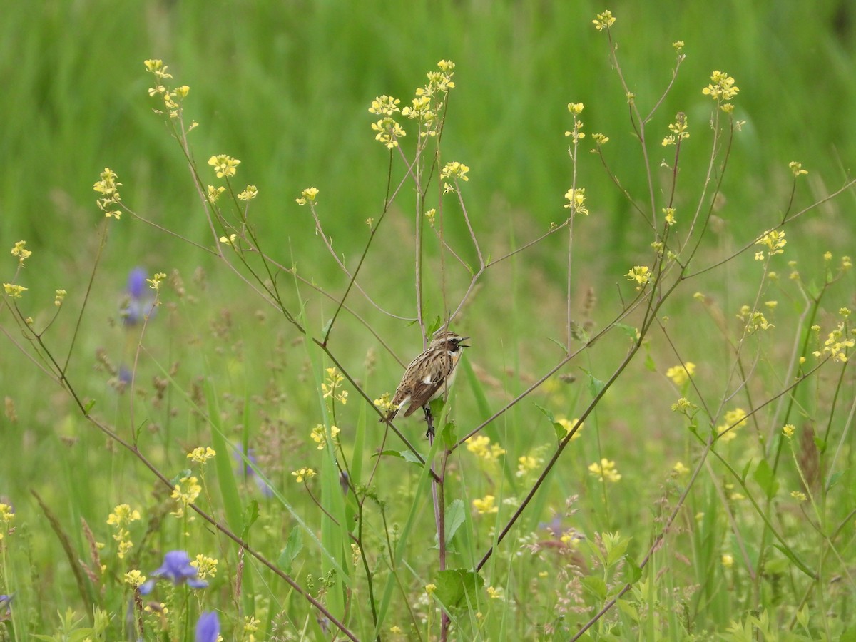 Whinchat - ML619851035