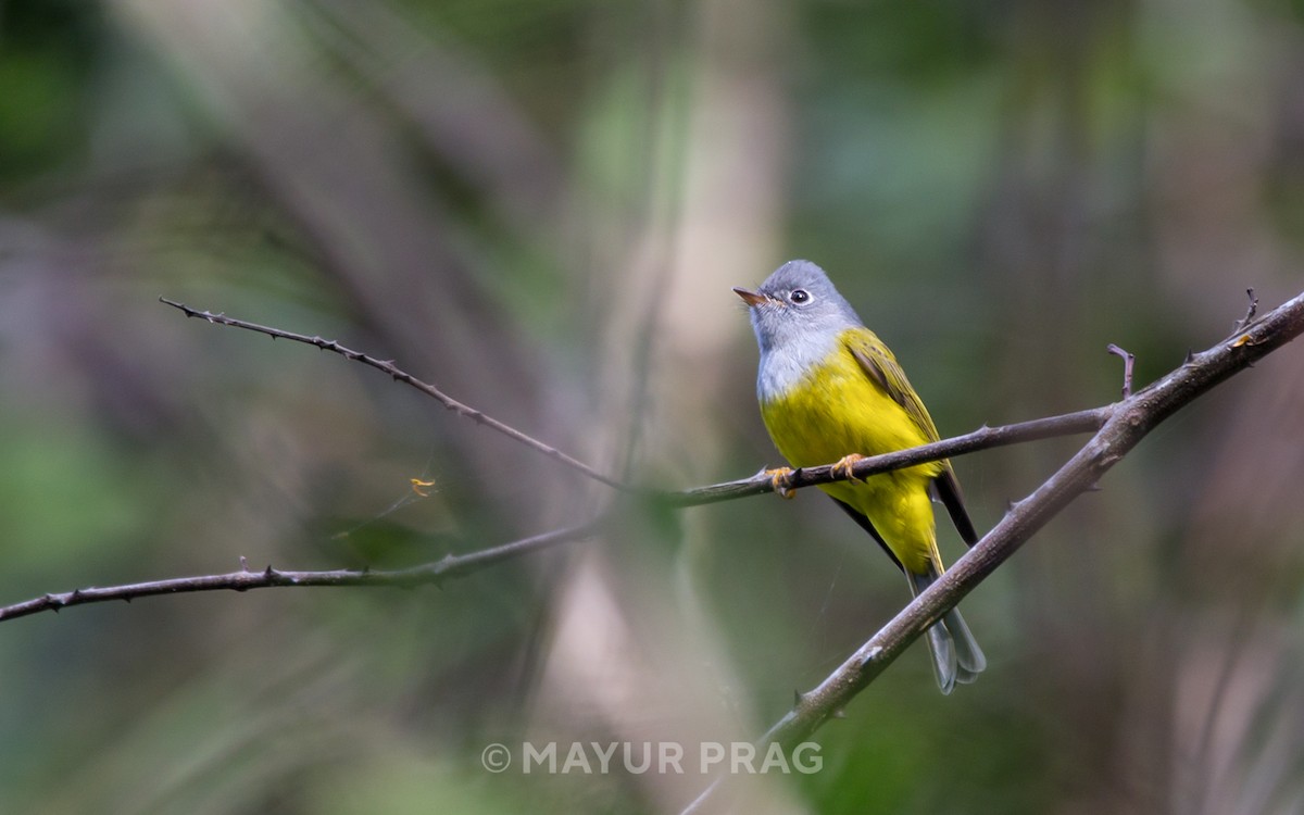 Gray-headed Canary-Flycatcher - ML619851073