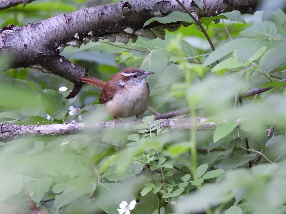 Carolina Wren - ML619851082