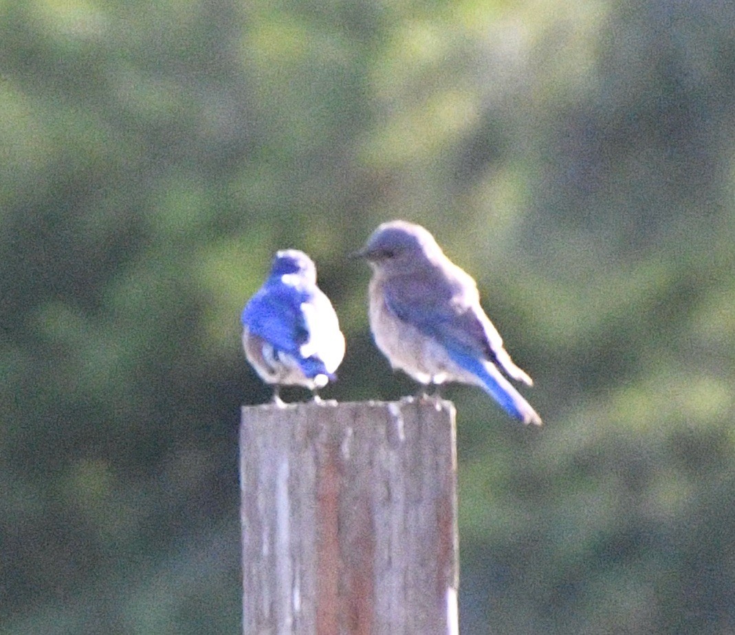 Western Bluebird - ML619851093