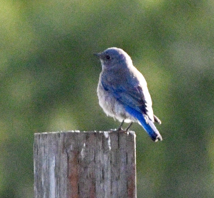 Western Bluebird - ML619851094