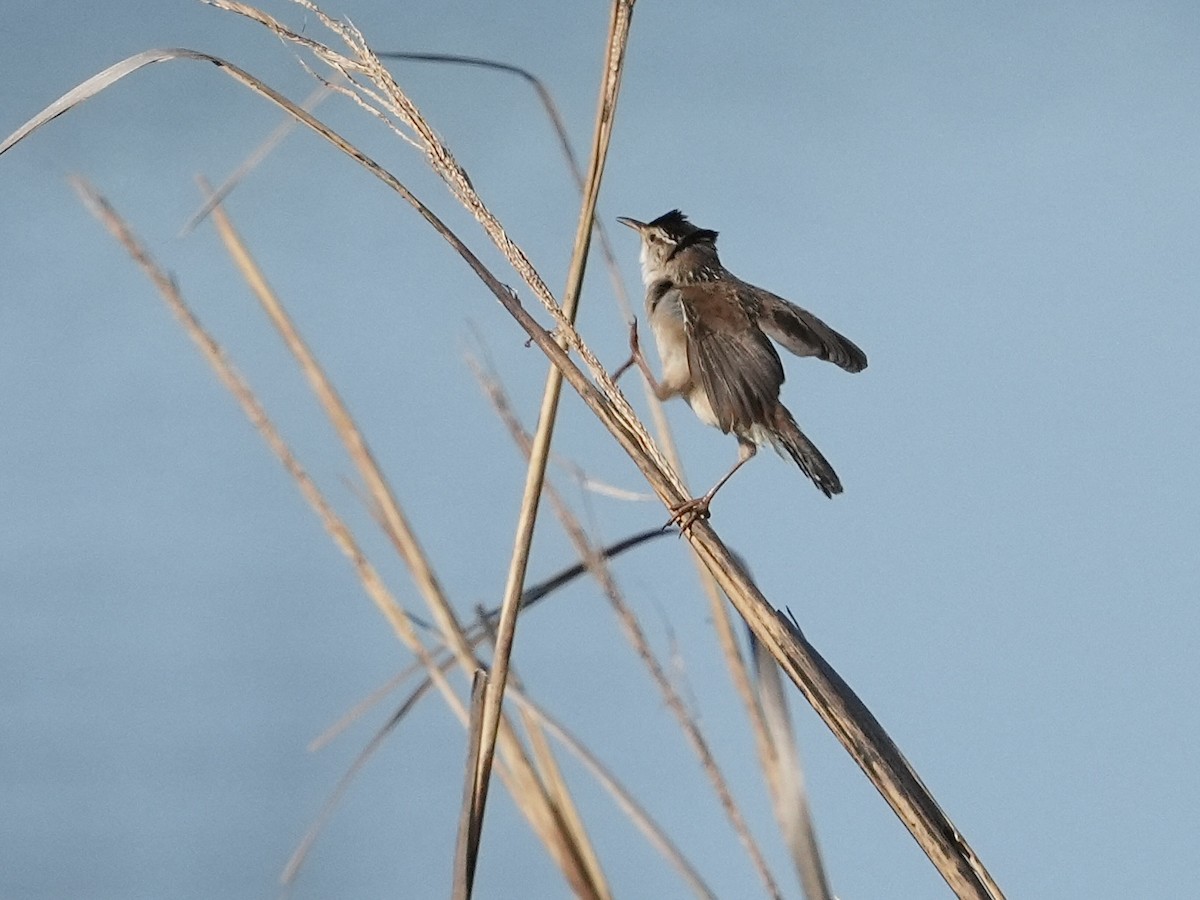 Marsh Wren - ML619851099