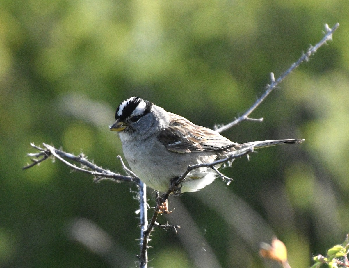 White-crowned Sparrow - ML619851110