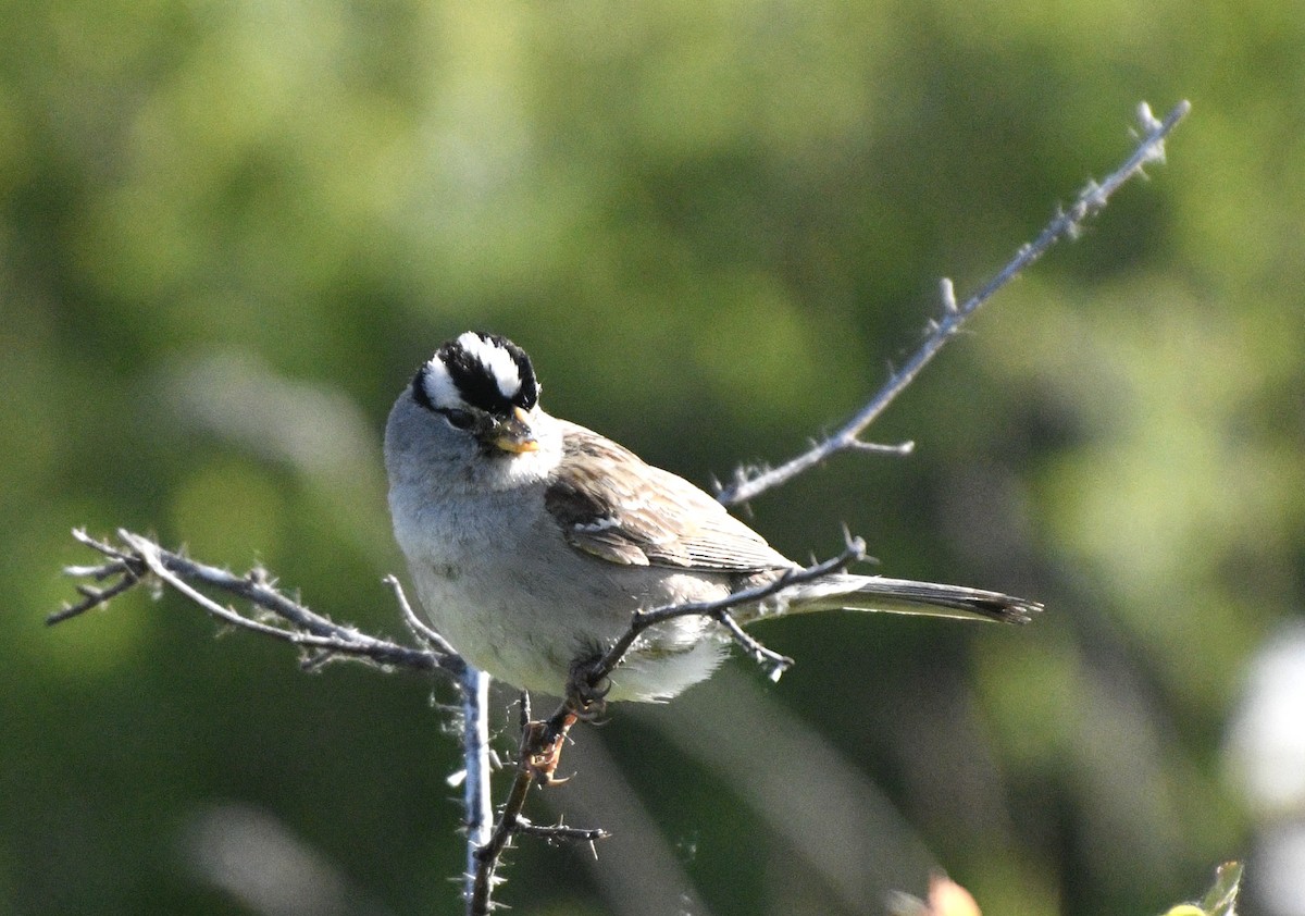 White-crowned Sparrow - ML619851111
