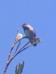 Calliope Hummingbird - ML619851114
