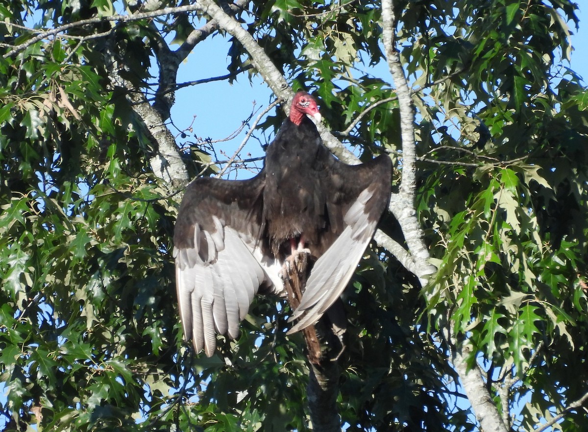 Turkey Vulture - ML619851117