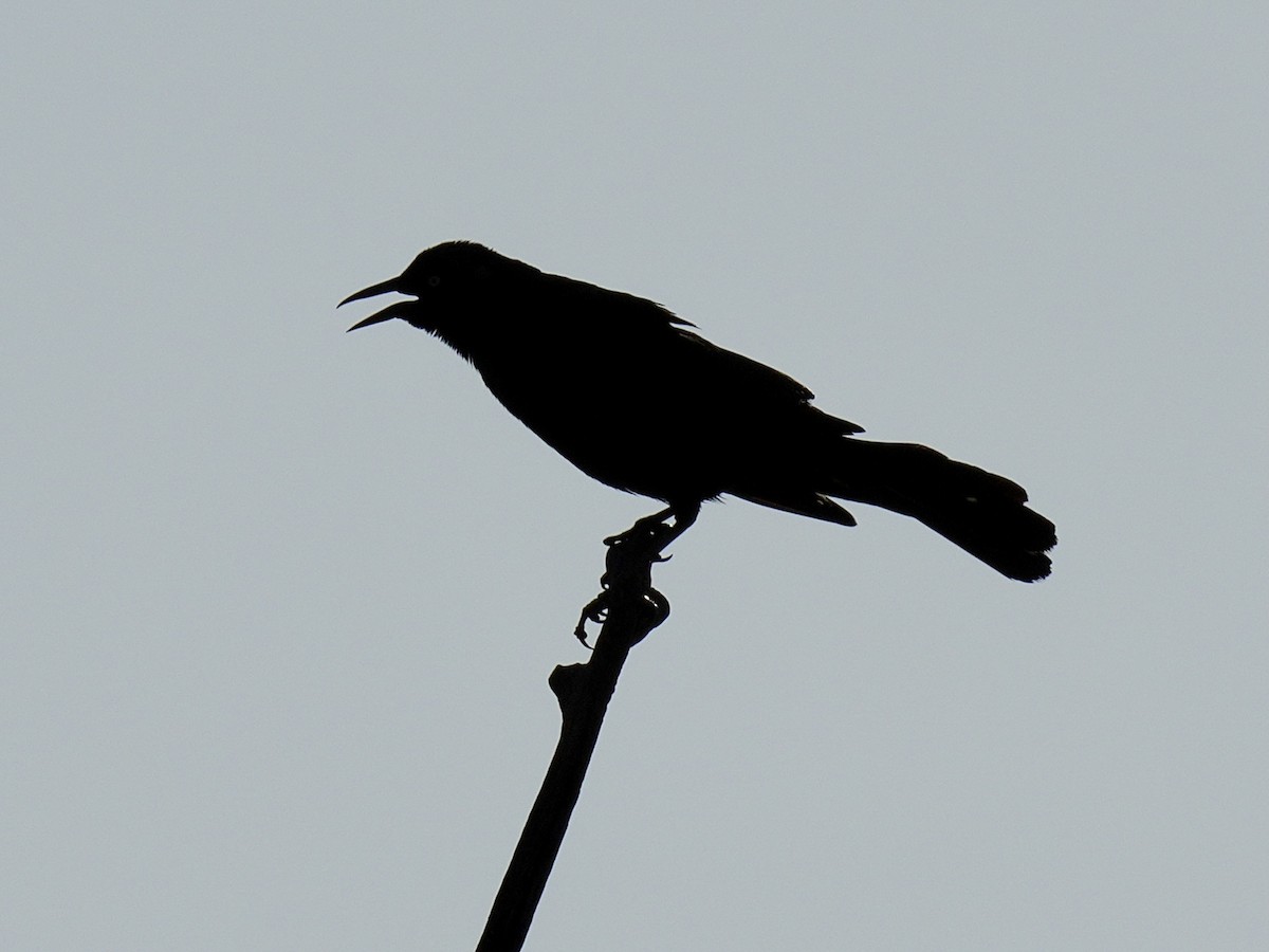 Boat-tailed Grackle - ML619851121
