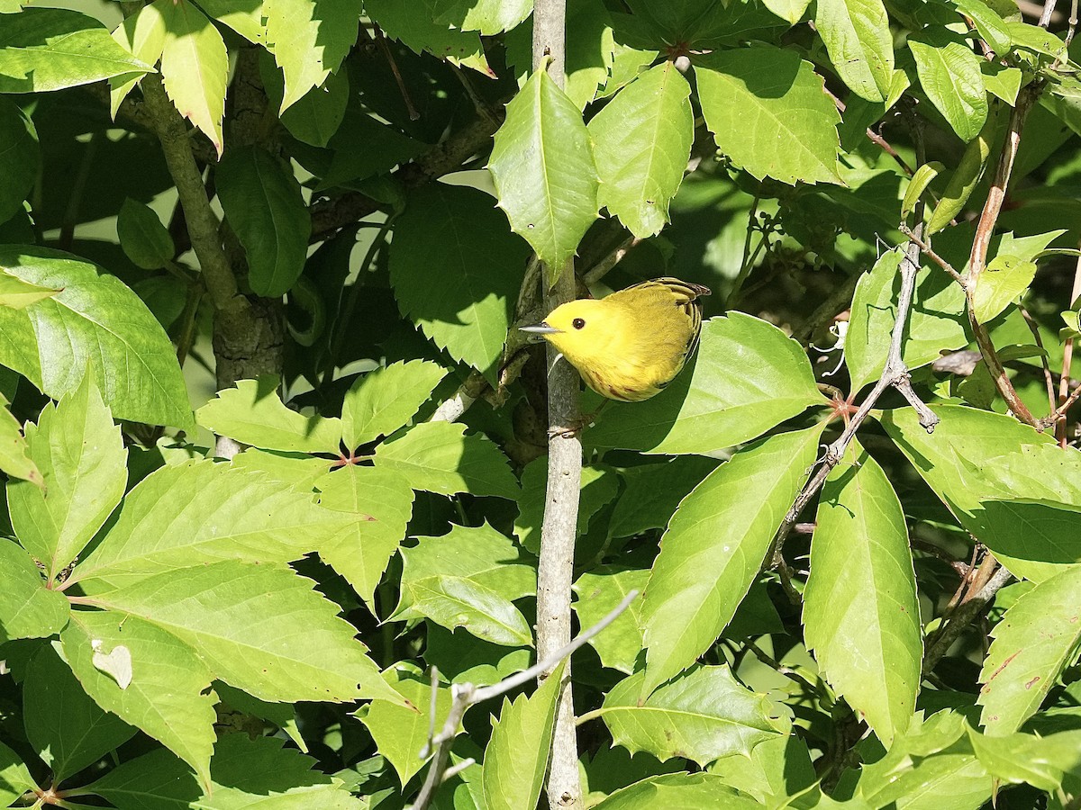 Yellow Warbler - ML619851132