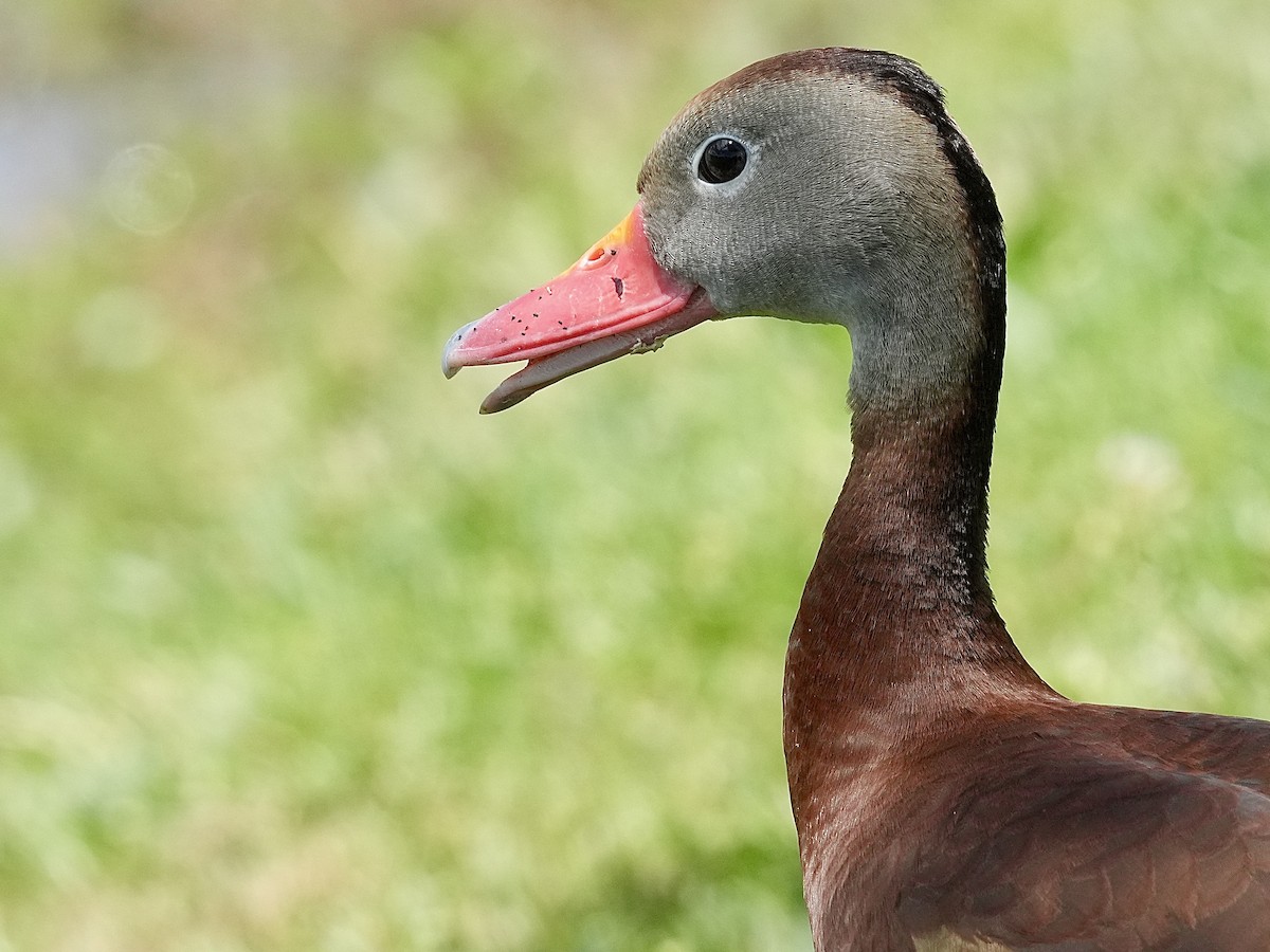 Black-bellied Whistling-Duck - ML619851162