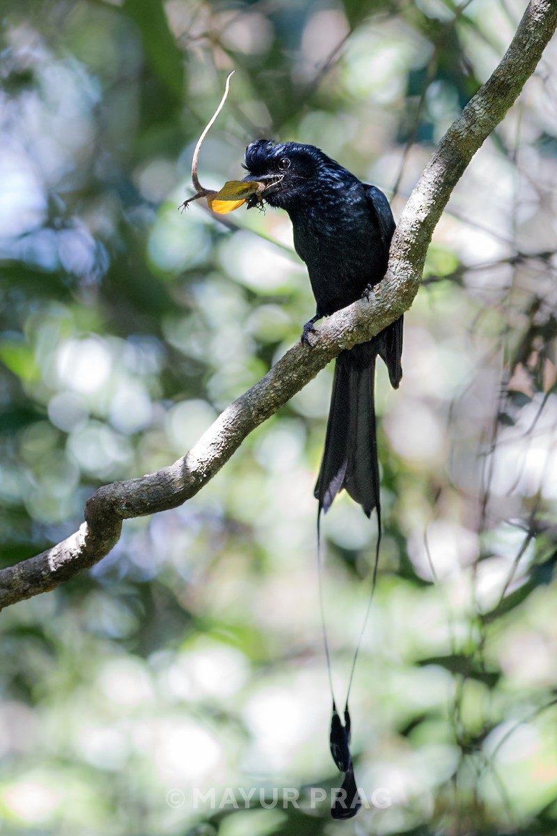 Greater Racket-tailed Drongo - ML619851164