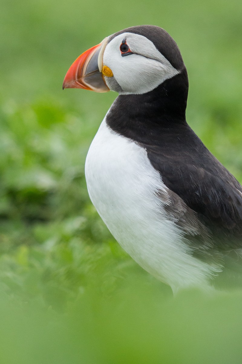 Atlantic Puffin - ML619851171