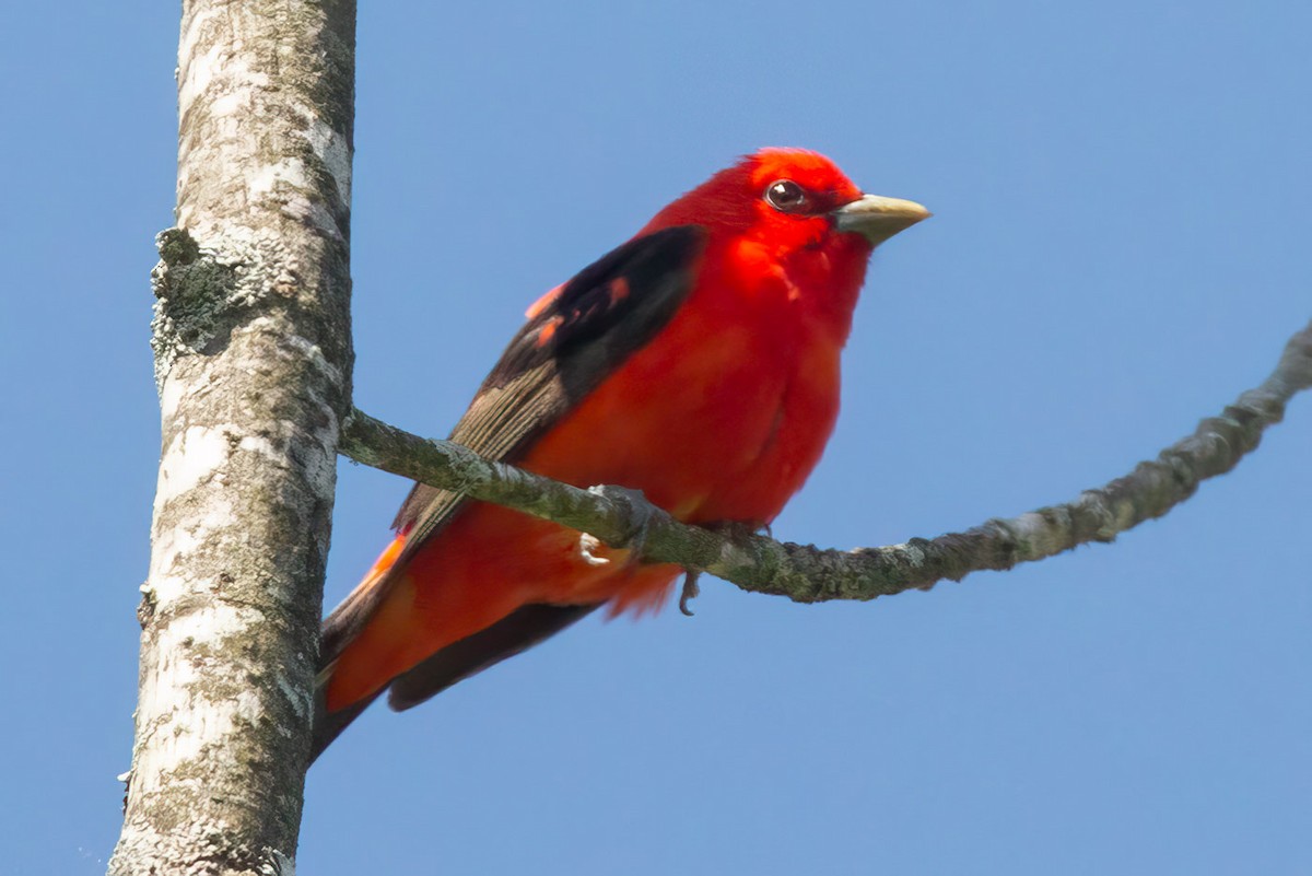 Scarlet Tanager - ML619851174