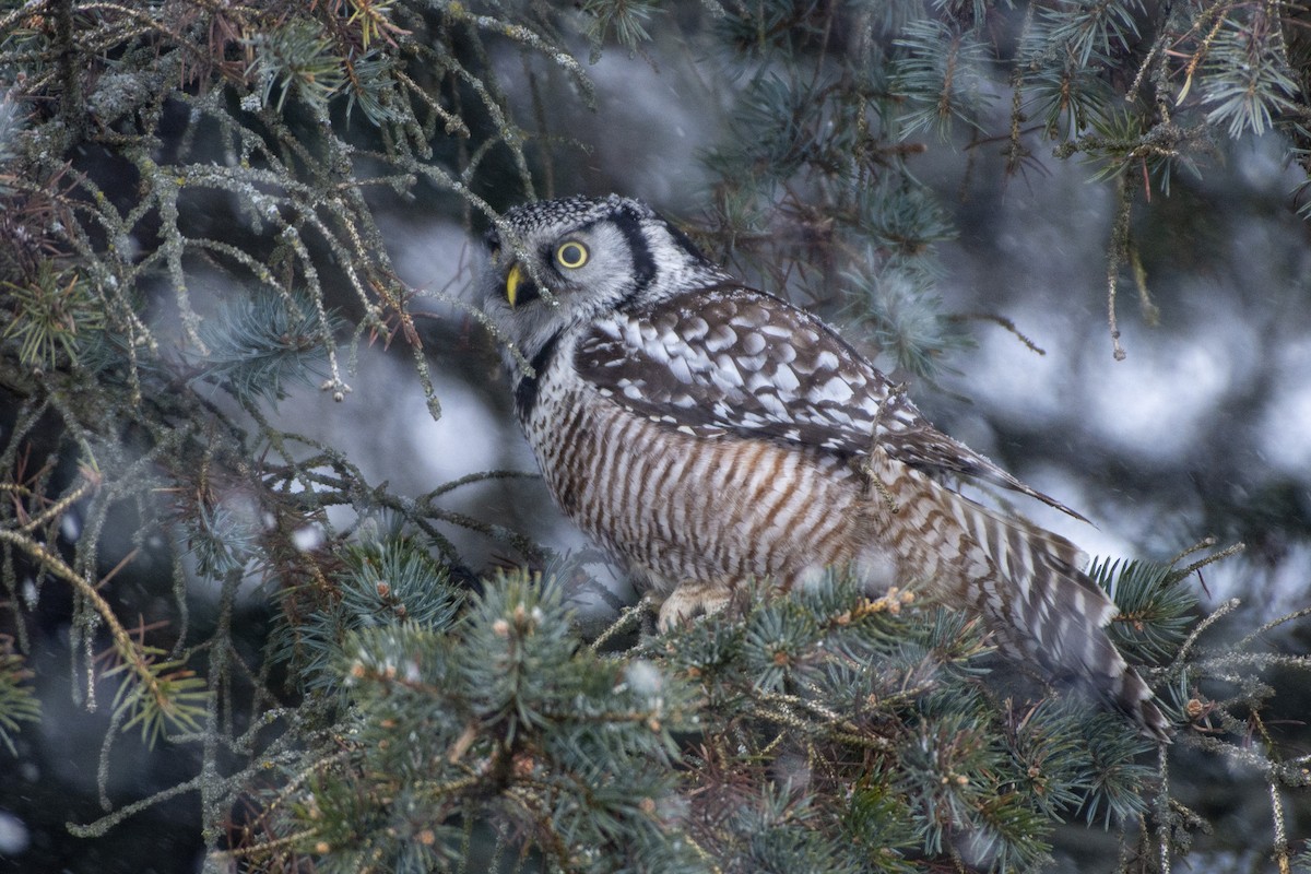 Northern Hawk Owl - ML619851175