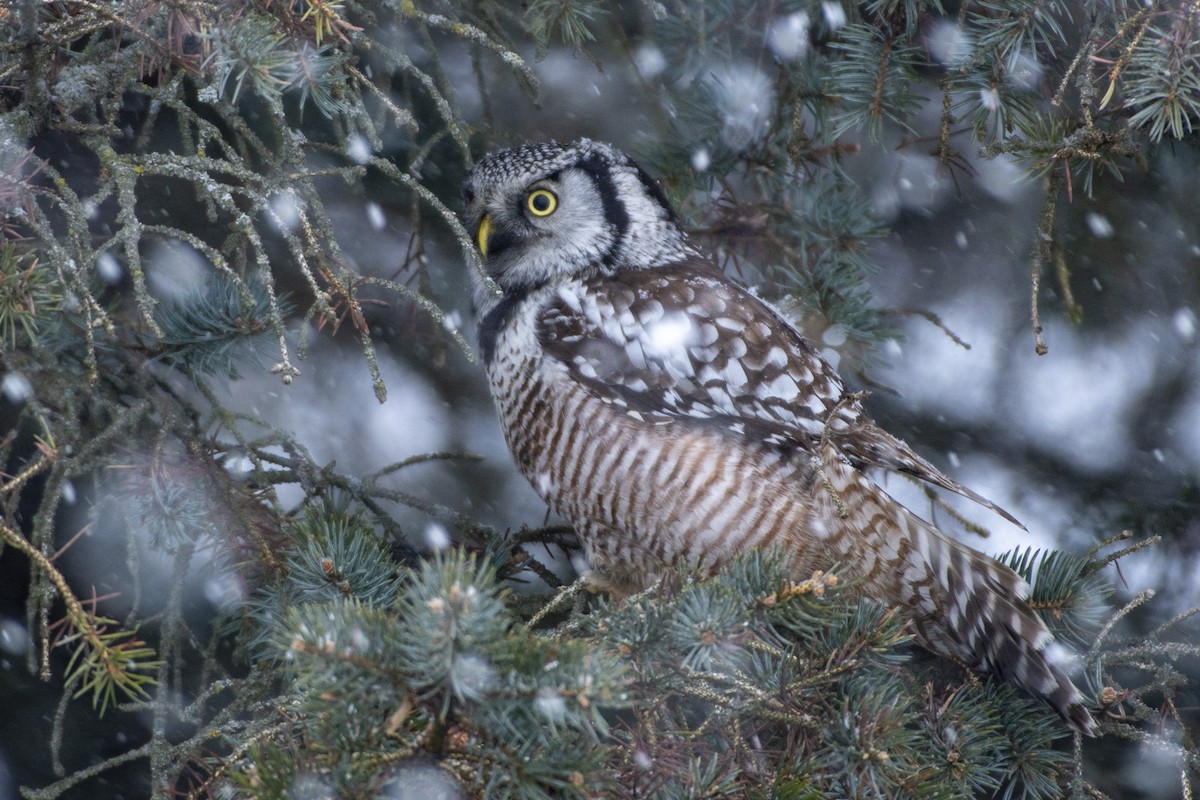 Northern Hawk Owl - ML619851176