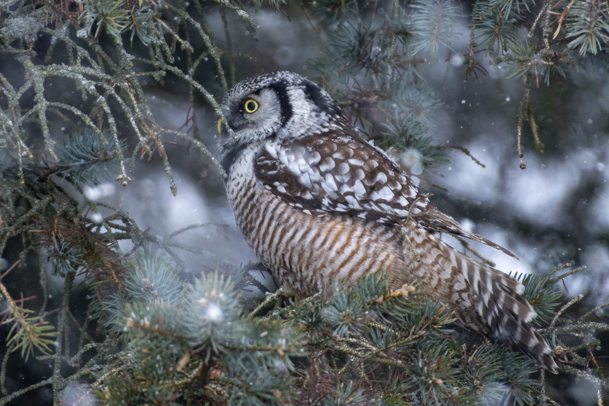 Northern Hawk Owl - ML619851177