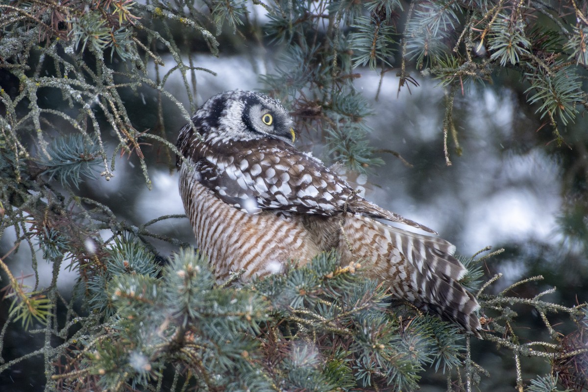 Northern Hawk Owl - ML619851178