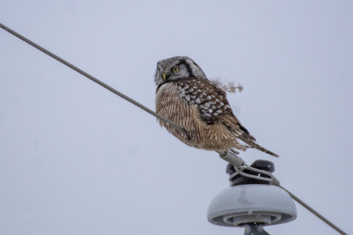 Northern Hawk Owl - ML619851181