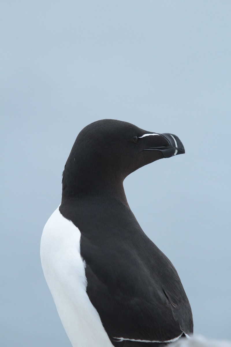 Razorbill - ML619851191