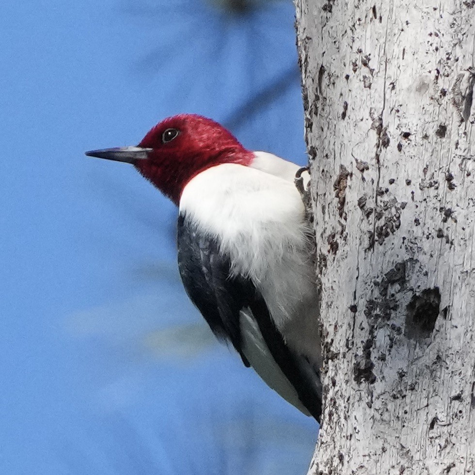 Red-headed Woodpecker - ML619851199