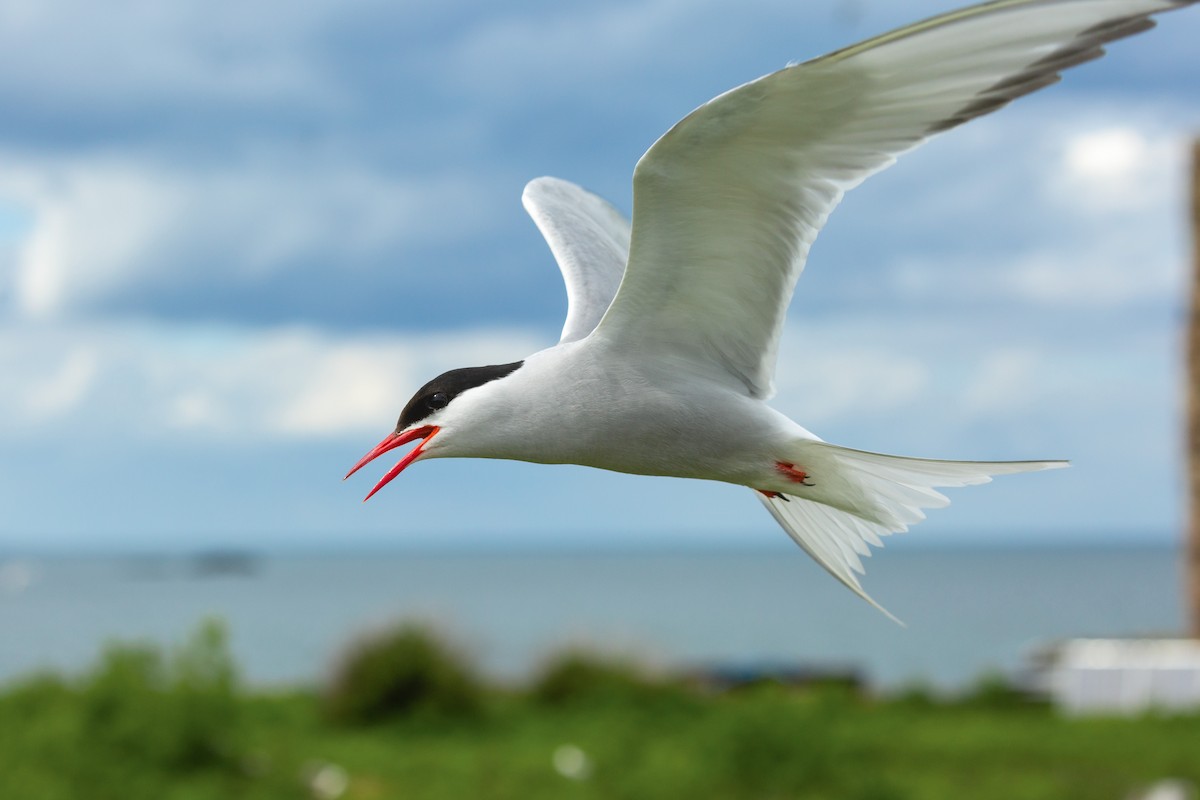 Arctic Tern - ML619851201