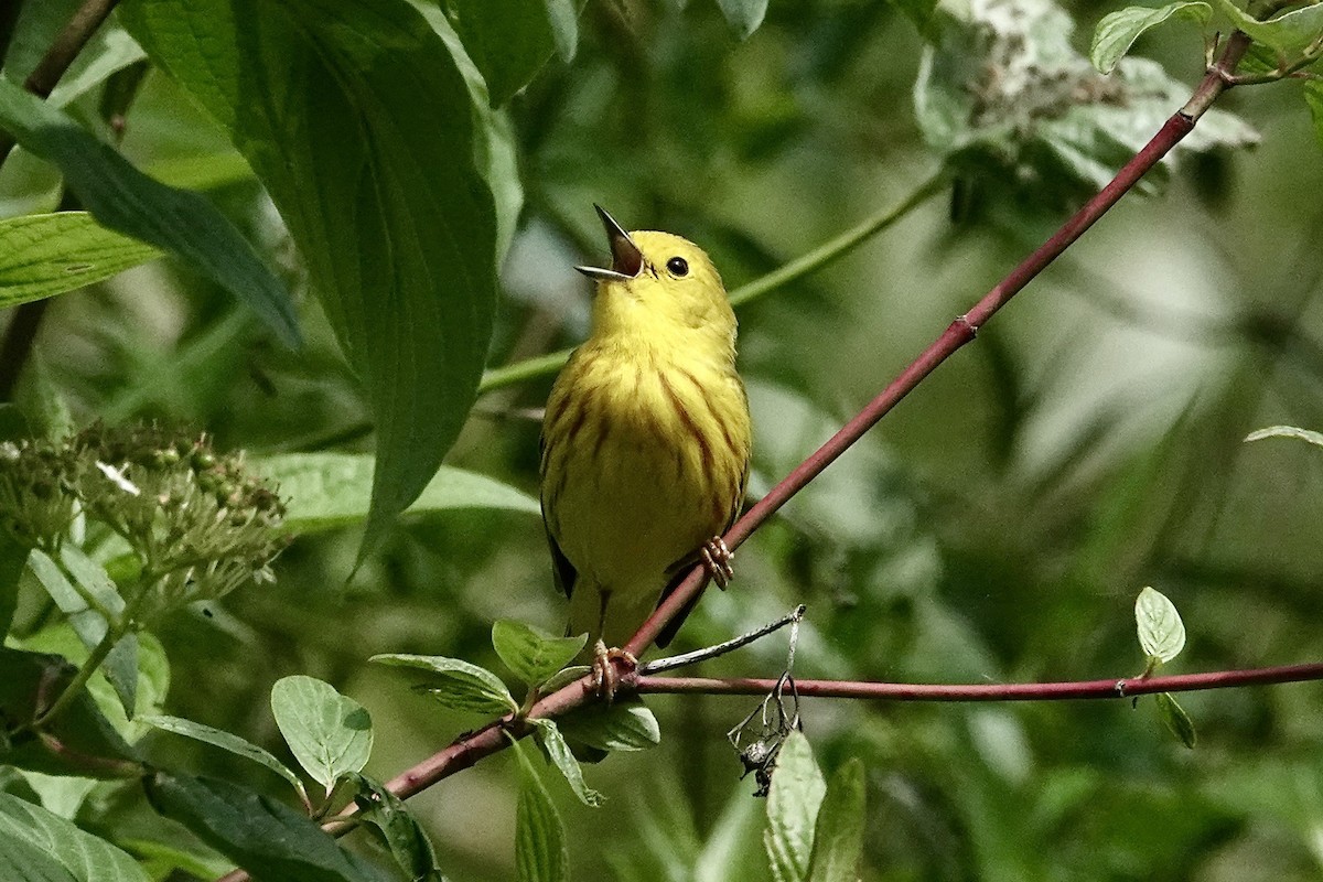 Yellow Warbler - ML619851203