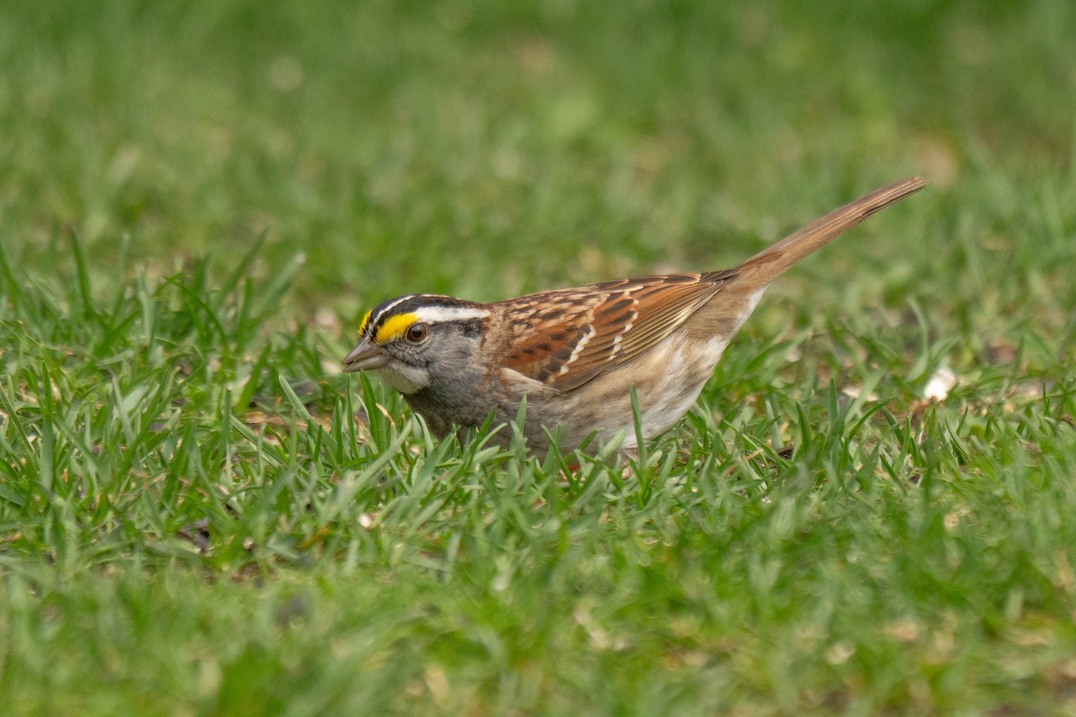 White-throated Sparrow - ML619851214