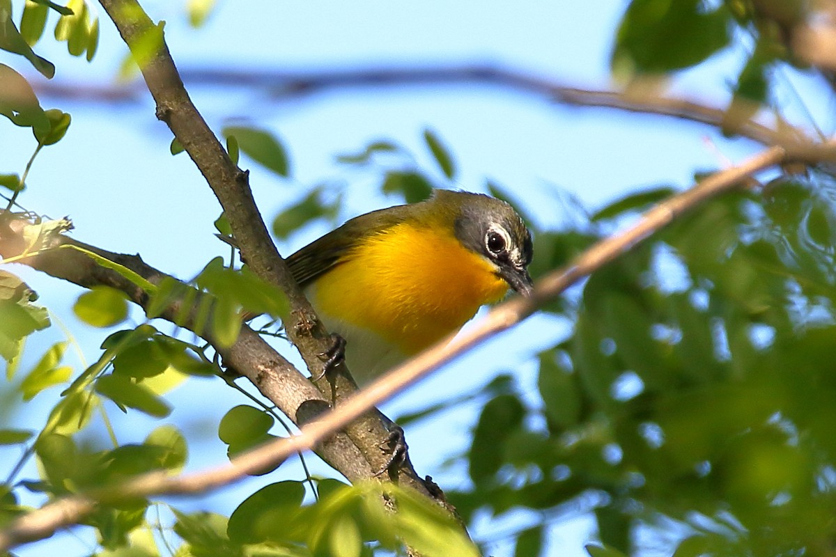 Yellow-breasted Chat - ML619851216