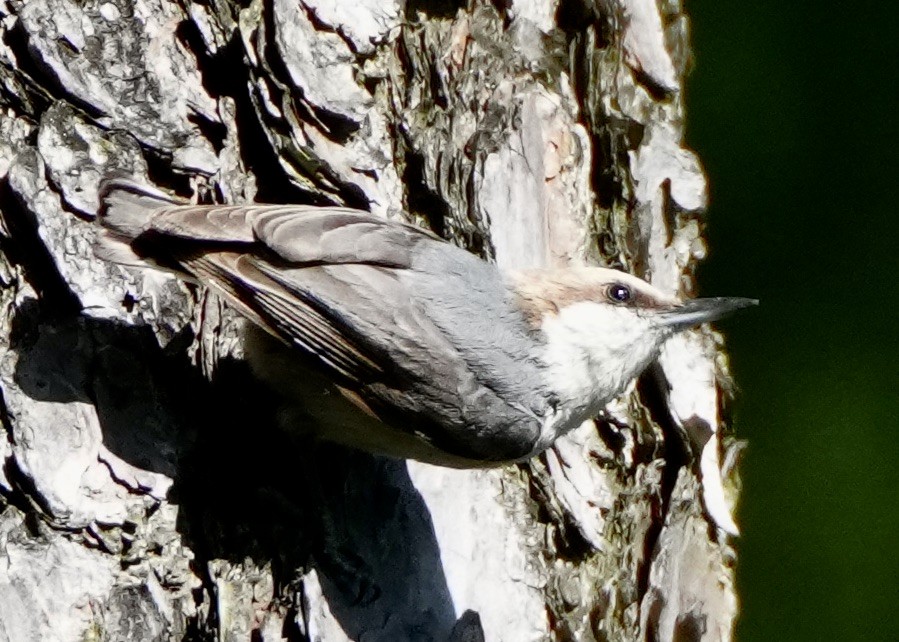 Brown-headed Nuthatch - ML619851224